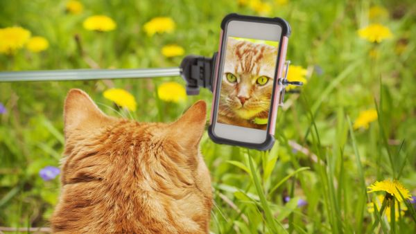 Selfies with cats, dogs, wolves, Snapchat filters, photography in general, and Pokemon cards, are all among things banned by Saudi religious figures. (Shutterstock)