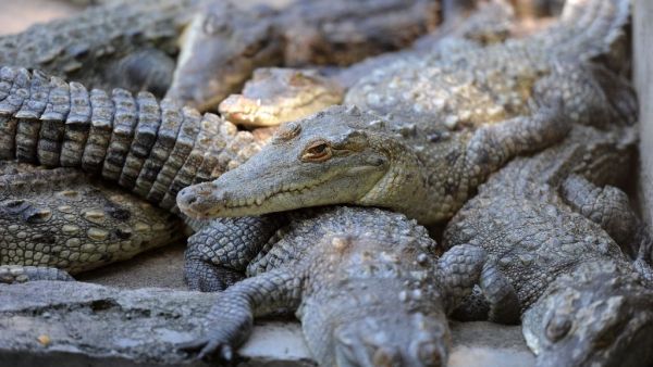 The animal died after being hit on the head by two large rocks late Tuesday afternoon, Amor Ennaifer, a vet at the zoo said. (AFP Photo/Orlando Sierra)