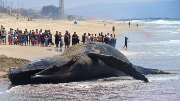 A dead whale has been found on the shore of al-Qahmah Center Beach in Saudi Arabia. (AFP/File)