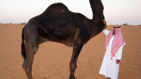 The UAE resident who died of a new SARS-related diease passed away just days after treating a camel for a disease, on of the doctors who treated him has confirmed. (File photo / Al Bawaba)