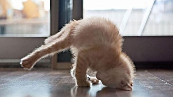 Buoyed by the response of their inaugural cat-yoga session on July 22, the shelter has decided to hold monthly classes