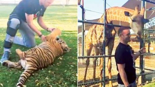 Wayne Rooney played with a tiger and fed a giraffe at a friend’s farm in Al Khawaneej during a short trip to Dubai last week (source: Animal Farm)