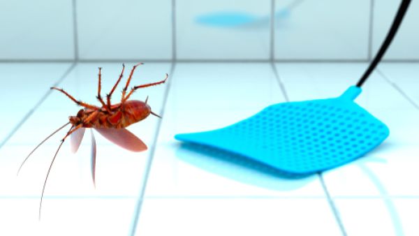 ذباب الحمام تعتبر من الحشرات واسعة المجال التي تتأقلم مع الظروف الجوية ذباب الحمام تعتبر من الحشرات واسعة المجال التي تتأقلم مع الظروف الجوية