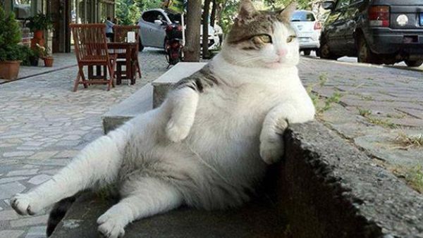 Tombili, the cat made famous for posing casually on some steps in Istanbul, has died. (Twitter)