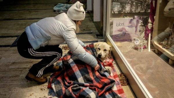 A volunteer tucks a homeless dog into bed for the night at Istanbul's Atrium Mall. (File photo)