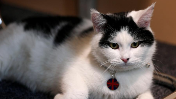 Meet, Diplocat. /BritishEmbassyAmman.