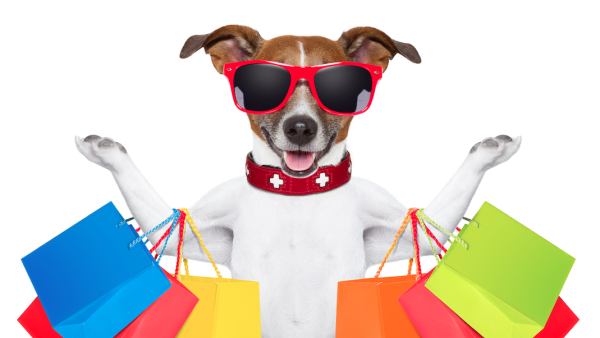 “Our five chihuahuas are not just our pets, they are also our babies,” Demakina adds. /Shutterstock