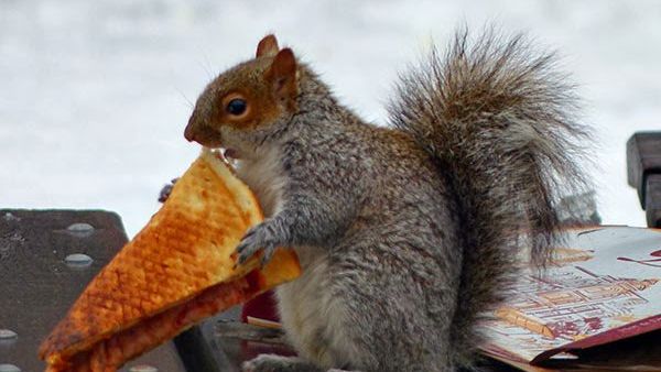 Squirrel found eating pizza near hotel pool. (Twitter)