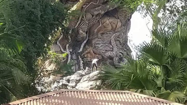 Witnesses said the men made it about a third of the way up the tree before being led away by security staff. /Reddit