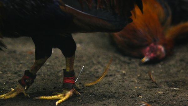 Cockfighting is illegal under federal law, and under the laws of every state. (AFP/ File Photo)