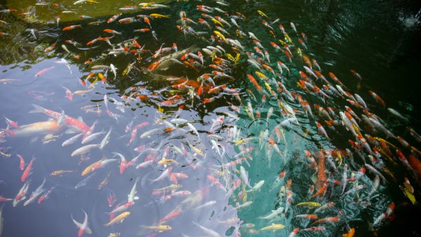 (Shutterstock/ File Photo)