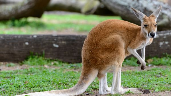 A startled kangaroo in Melbourne, Australia jumped through the window of a family home. (Shutterstock/ File Photo)