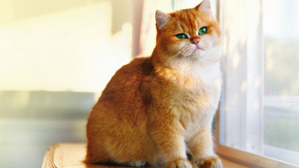 (Shutterstock/ File Photo)