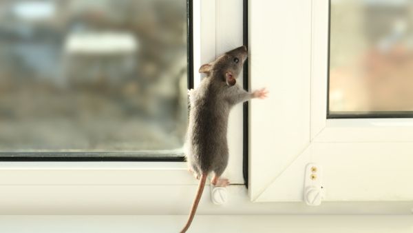 (Shutterstock/ File Photo)