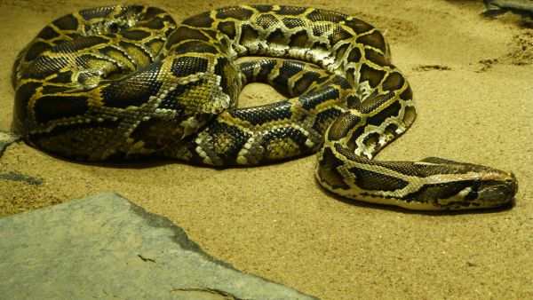 (Shutterstock/ File)