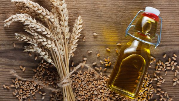 زيت جنين القمح يمنع الكثير من الأمراض ويحد من الإجهاد