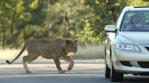 A passerby in an upmarket Kuwaiti suburb captured a roaming lion today (Getty image for illustrative purposes)