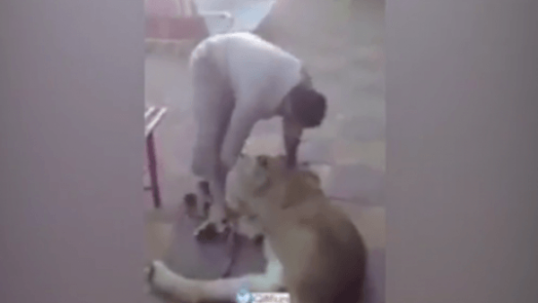 سعوديون يعذبون أسدا لهدف الضحك والسخرية 