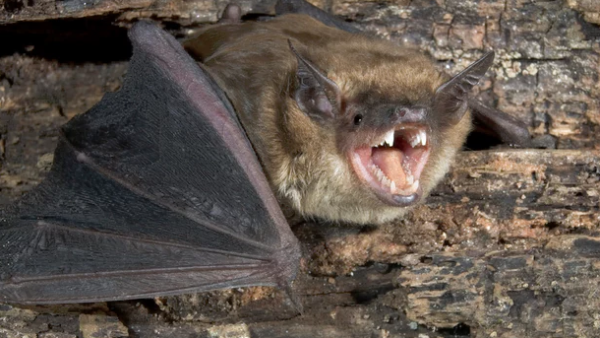 A massive bat caused quite a scare in a Lebanese town. (Shutterstock)