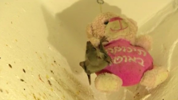 The Tel Aviv woman has over 70 Egyptian fruit bats in her apartment. (Screenshot)