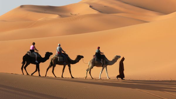 Camels can carry humans... and deadly respiratory viruses. (Shutterstock)