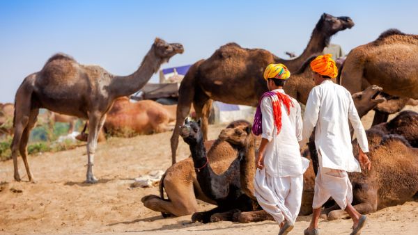Would-be camel abusers beware: An overheated ruminant can be motivated to literally take your head off if provoked. (Shutterstock)