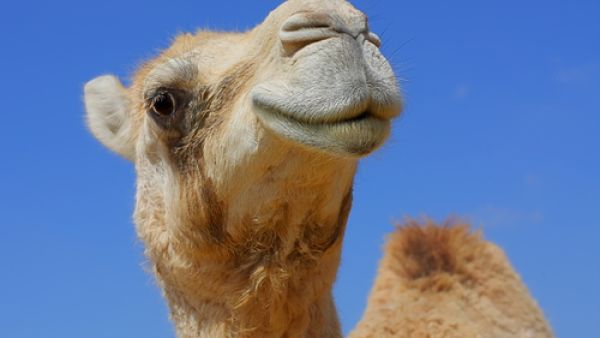 According to Q Restaurant chef Noor al Turkmani, camel burgers are healthier and not as heavy on your stomach. (AFP/ Georges Gobet) 