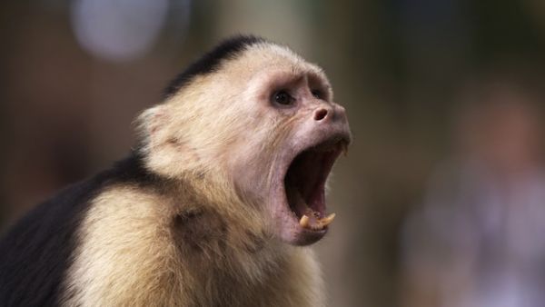 An angry monkey. (Shutterstock)