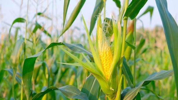 Saudi Arabia has nearly doubled its purchases of US corn this year. (Shutterstock) Saudi Arabia has nearly doubled its purchases of US corn this year. (Shutterstock)