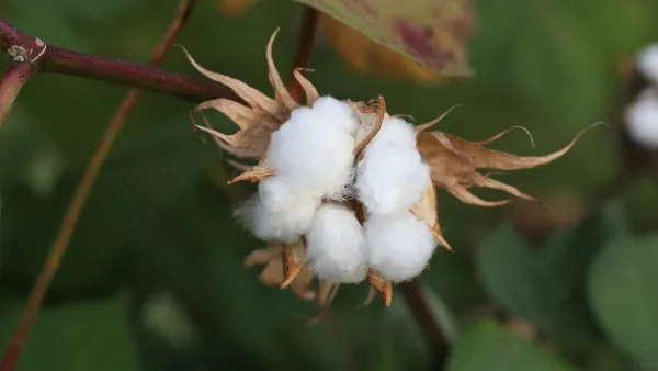 Egypt's sunny skies and superior seed help it grow a cotton known for unusually long fibres that produce a light, durable fabric. (File photo)
