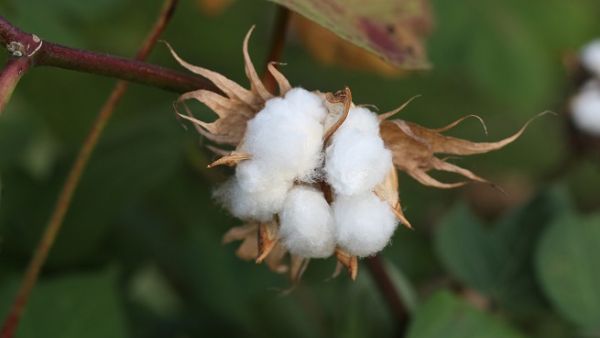 Egypt's sunny skies and superior seed help it grow a cotton known for unusually long fibres that produce a light, durable fabric. (File photo) Egypt's sunny skies and superior seed help it grow a cotton known for unusually long fibres that produce a light, durable fabric. (File photo)