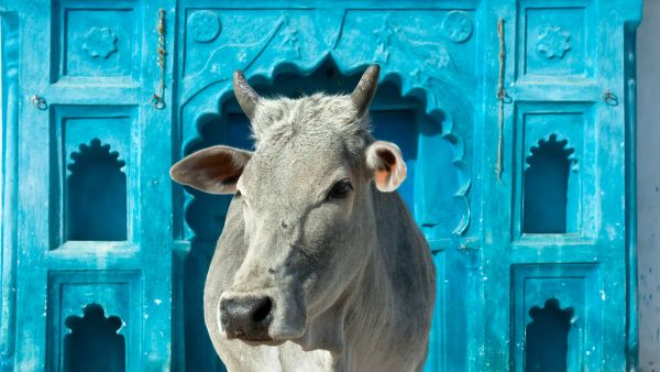 The Muslim was driving in a convoy of six cattle transport trucks when the mob intercepted his vehicle. (shutterstock)