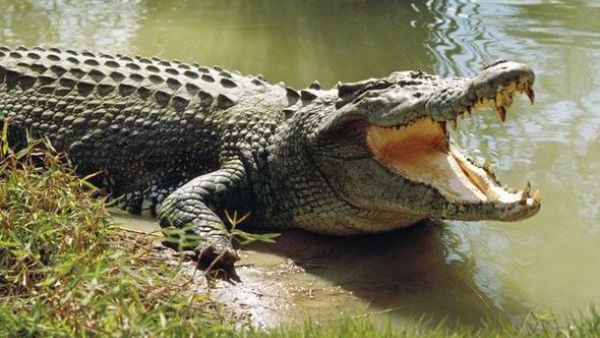 Crocodile are coming to Dubai. (Shutterstock)