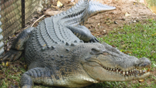 Fancy a new friend at home? You can buy crocodiles in Lebanese pet shops for less than 100 U.S. dollars (File Archive)