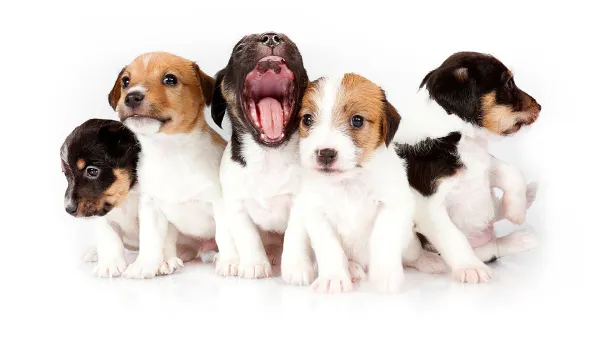 Lebanese President Michel Aoun has signed the country's first animal welfare bill into law (Shutterstock)
