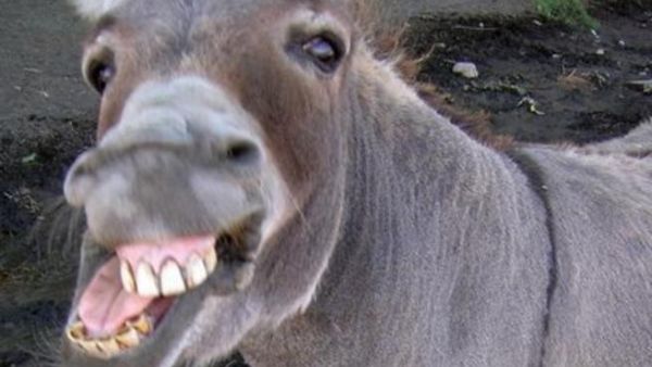 People abandon cars and take to the streets on donkeys in protest (File/Photo) 