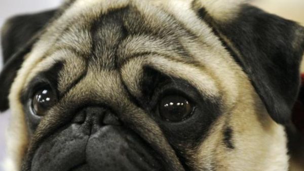 A 29-year-old scotsman was fined over $1000 for teaching dog to perform Nazi salutes. (AFP/File Photo)