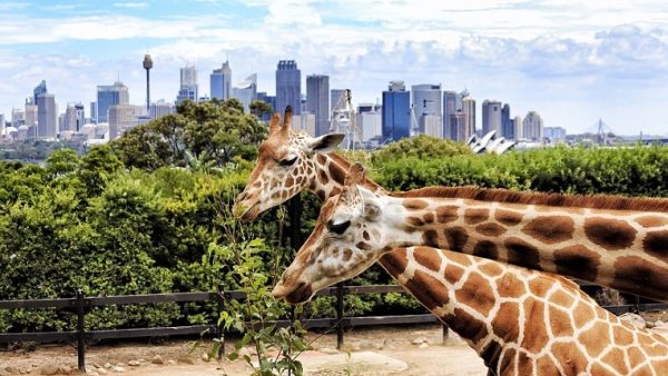 Dubai Safari is set to open doors soon. Dubai Safari is set to open doors soon.