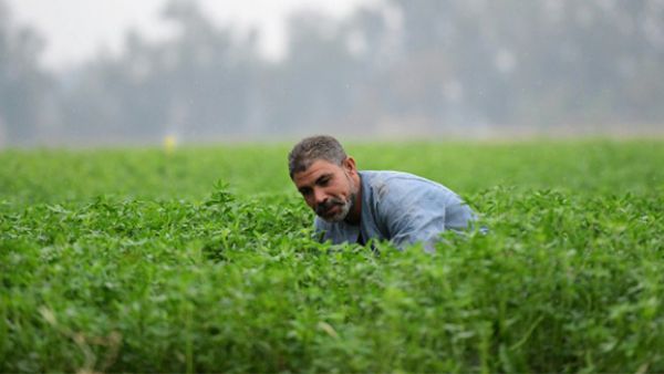An Egyptian man works at a field in the village of Shamma in the Egyptian Nile Delta province of al-Minufiyah. (AFP/File)