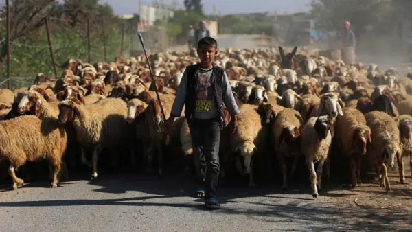 أضاحي العيد تكسر حصار غوطة دمشق