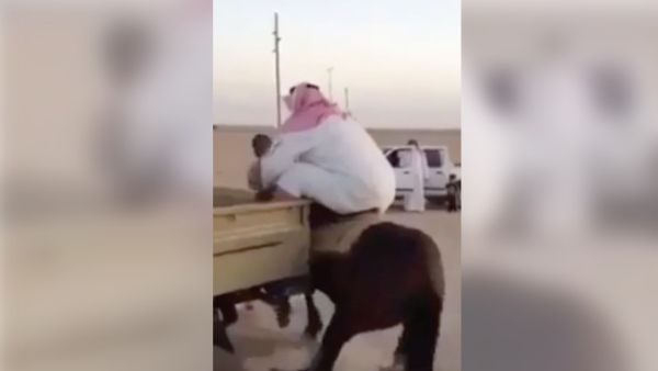 Arabian horses are famous for being able to carry heavy loads. Just not this heavy. (YouTube)