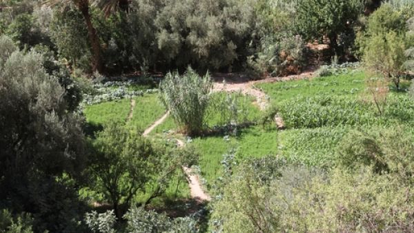 البنك الإسلامي للتنمية يساهم بمشروع زراعي في المغرب بقيمة 79 مليون دولار