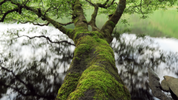 Canon receives highest standard gold rating from EcoVadis for sustainability