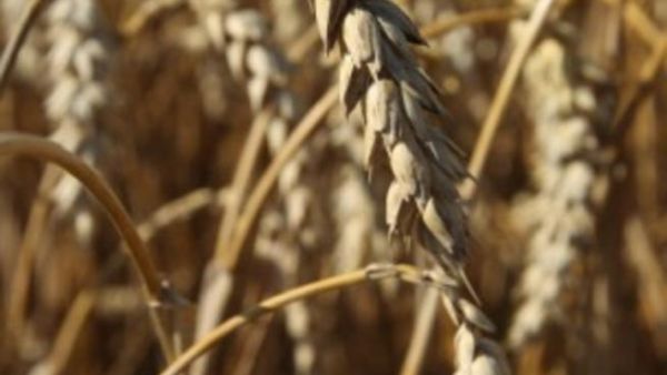 سجل العام 2011 أعلى قيمة منذ تسع سنوات للنصيب اليومي للفرد الأردني من السعرات الحرارية المتحصل عليها من استهلاك الحبوب