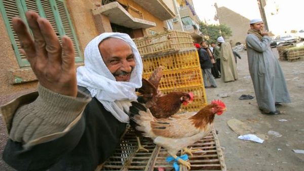 موجات الغلاء تدفع المصريين إلى تحويل شرفات منازلها إلى مزارع دجاج