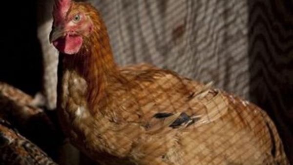 أكد مساعد امين عام وزارة الصناعة والتجارة المهندس حسونة محيلان انه تم وقف عمليات تصدير البيض بالتنسيق مع وزارة الزراعة بعد رمضان الماضي، مبينا ان ارتفاع اسعار بيض المائدة يرجع الى انهيار اسعاره قبل رمضان الامر الذي ادى الى عزوف المزارعين عن التربية