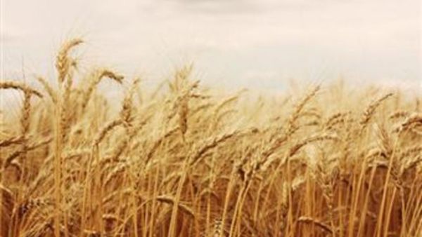 A shipment of 100,000 tonnes of Ukrainian wheat bought for around 30 million euros ($40.1 million) has already arrived this month