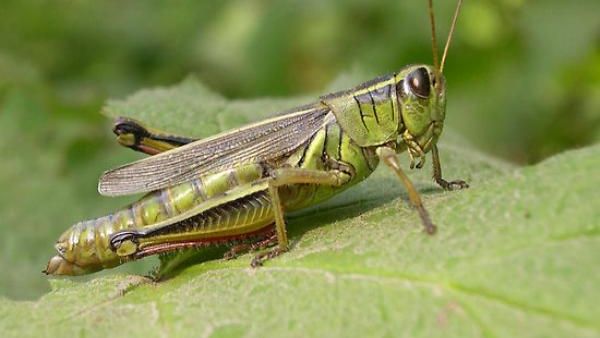 A little bug is causing some big anxiety for the Jordanian agriculture ministry. (Shutterstock)