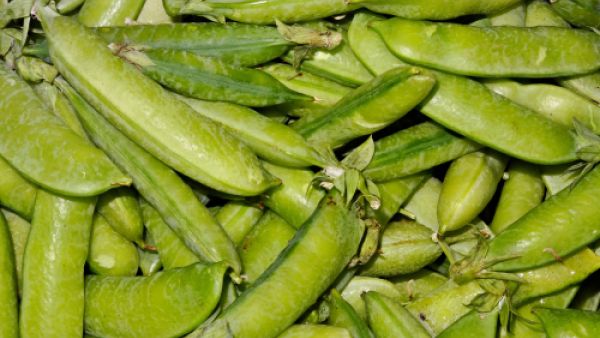 الفول الأخضر يساعد فى تنظيم نسبة ضغط الدم فى الجسم