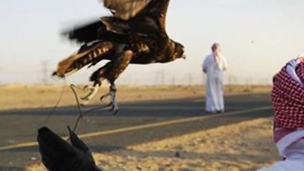 أمراء إماراتيون يتعرضون لإطلاق نار في باكستان بسبب "الحُبارى"
